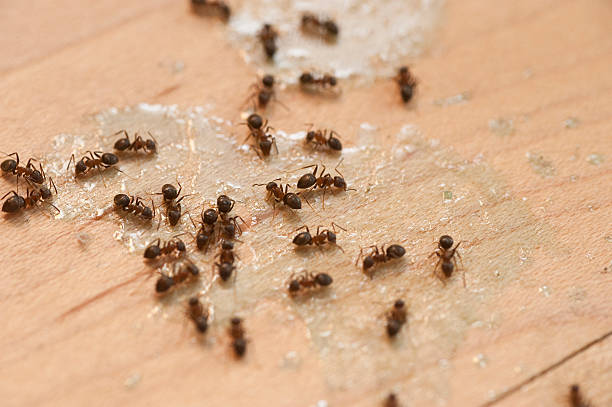 Best Cockroach Control Services  in Ware Shoals, SC